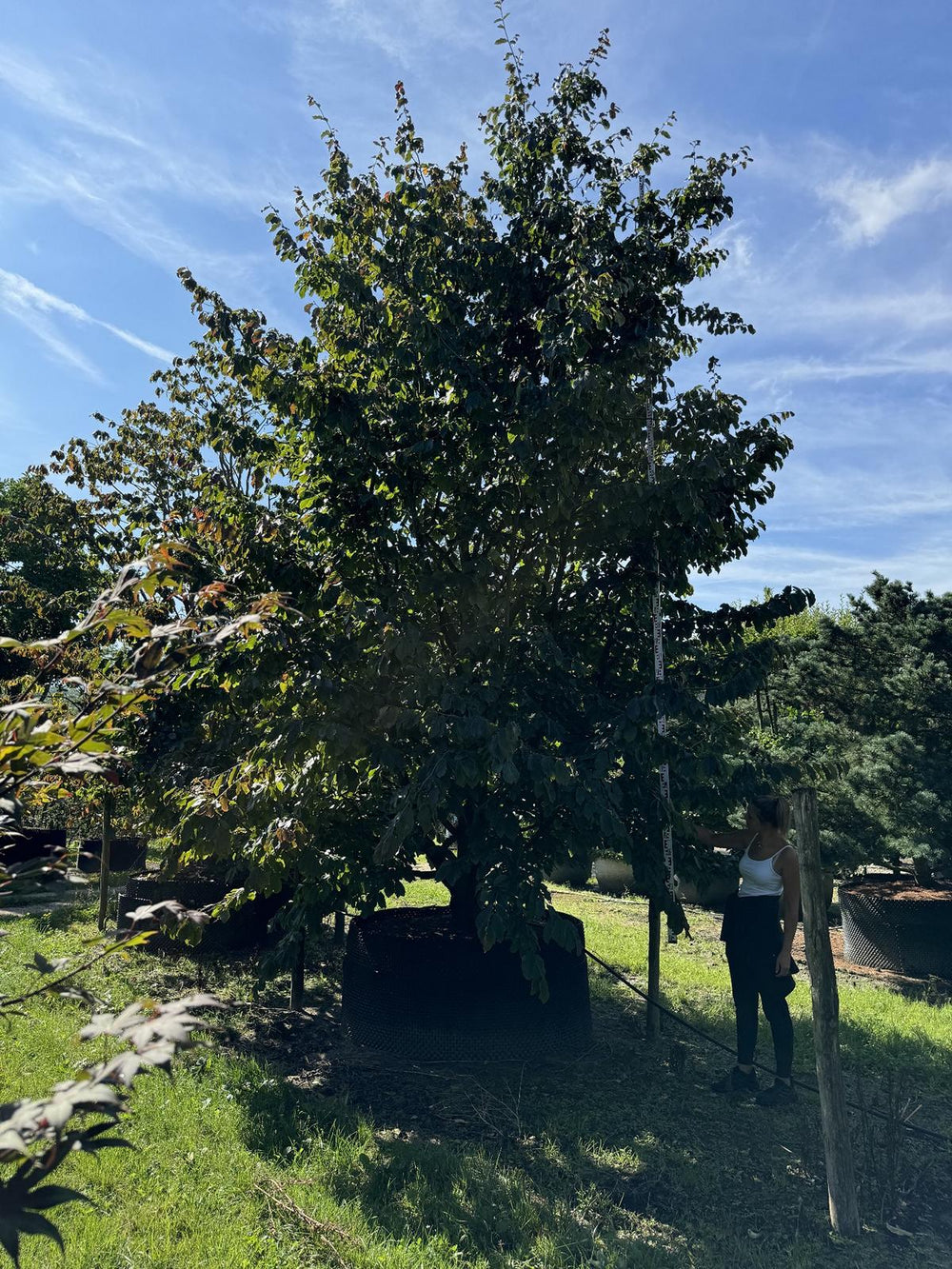 Parrotia persica