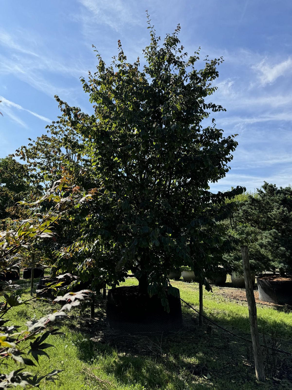 Parrotia persica