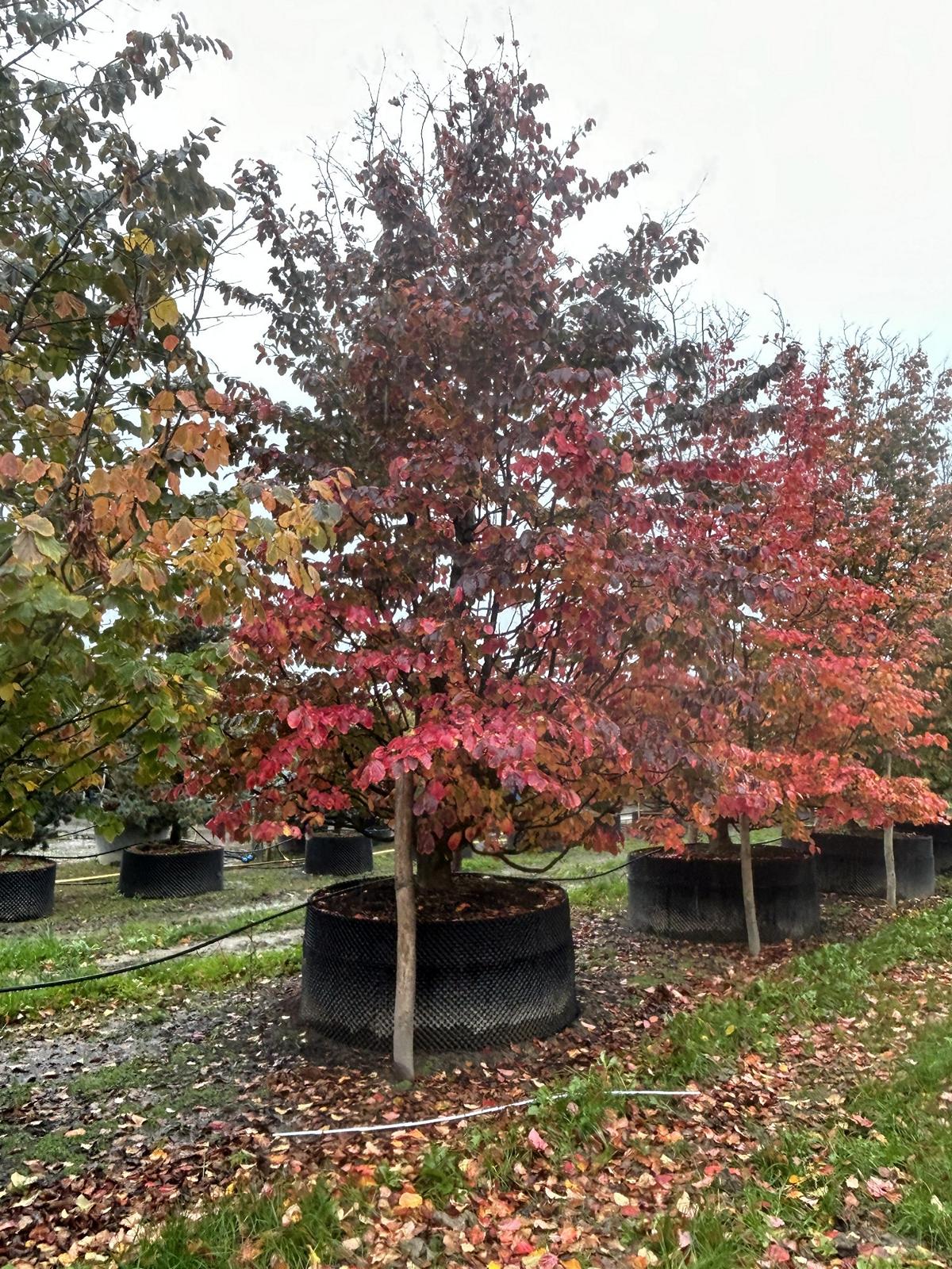 Parrotia persica