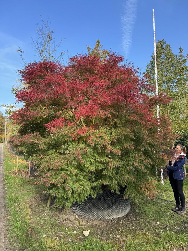 Acer palmatum 'Seiryu'