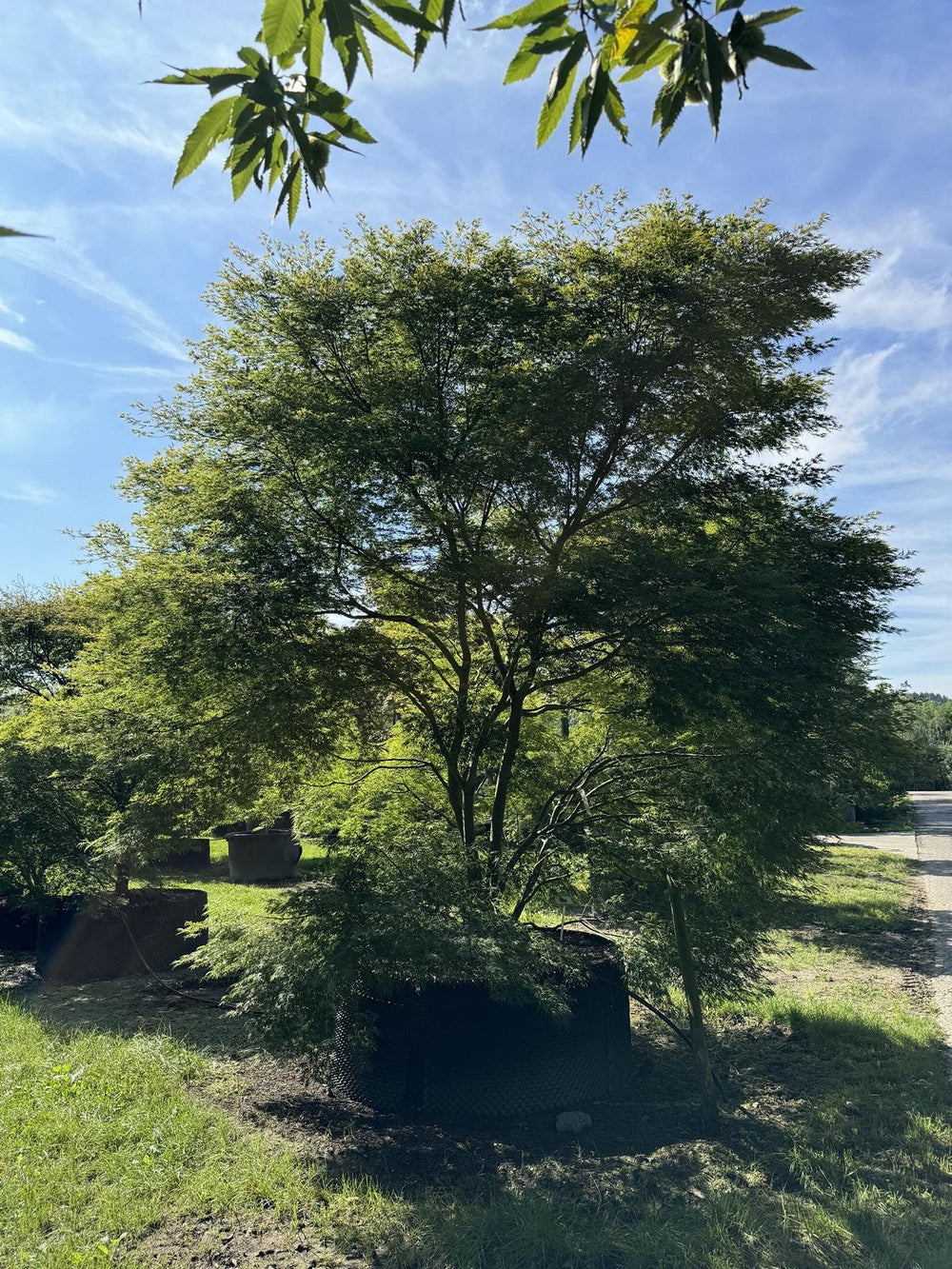 Acer palmatum 'Seiryu'