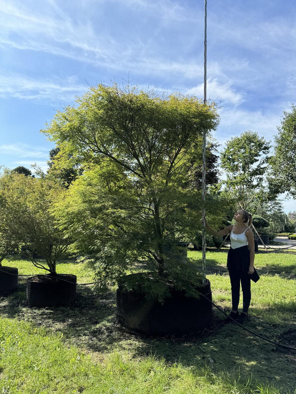 Acer palmatum 'Seiryu'