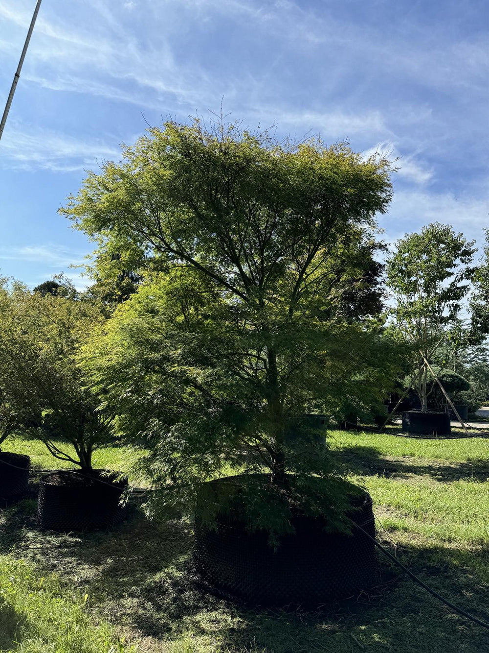 Acer palmatum 'Seiryu'