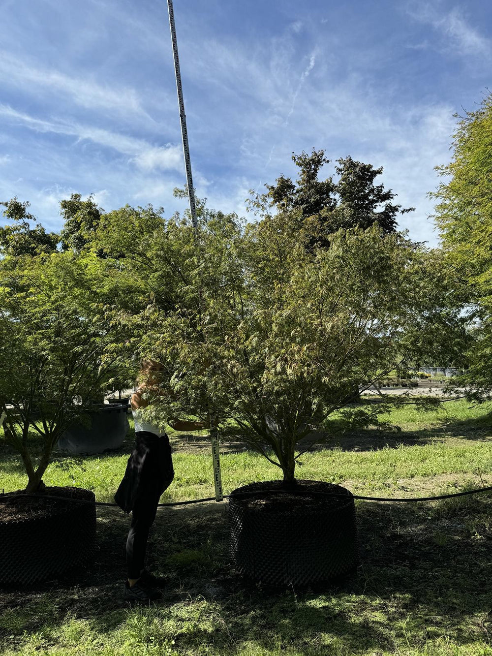 Acer palmatum 'Seiryu'