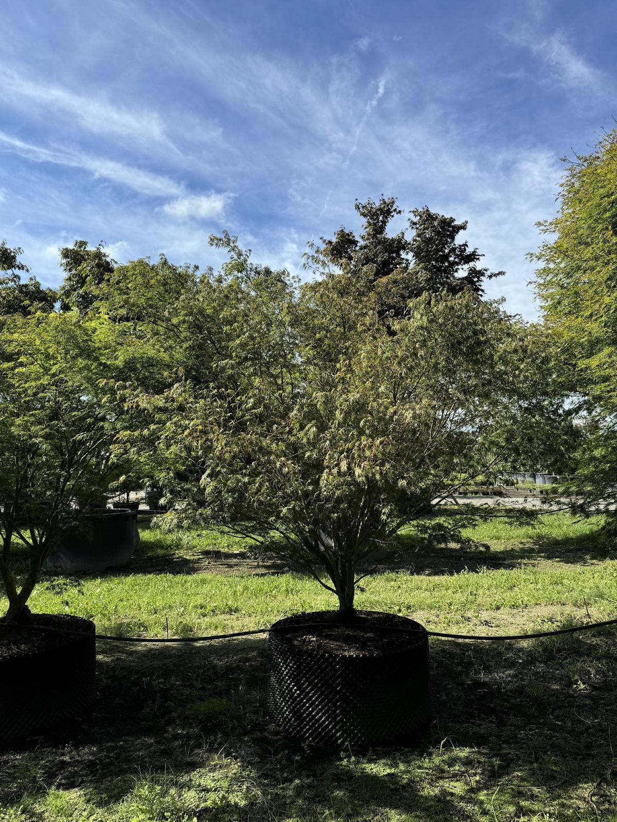 Acer palmatum 'Seiryu'