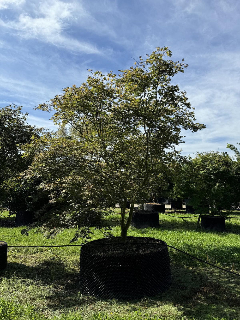 Acer palmatum 'Trompenburg'