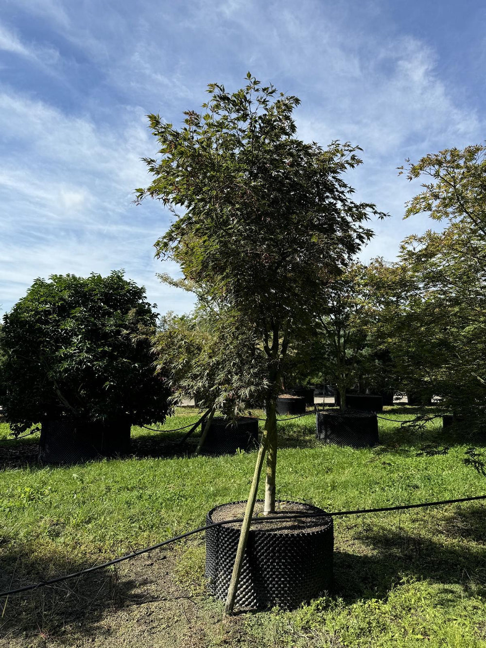 Acer palmatum 'Trompenburg'