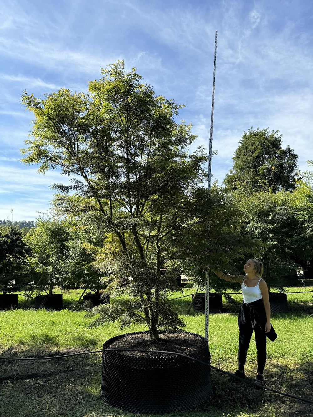 Acer palmatum 'Scolopendriifolium Atropurpureum'