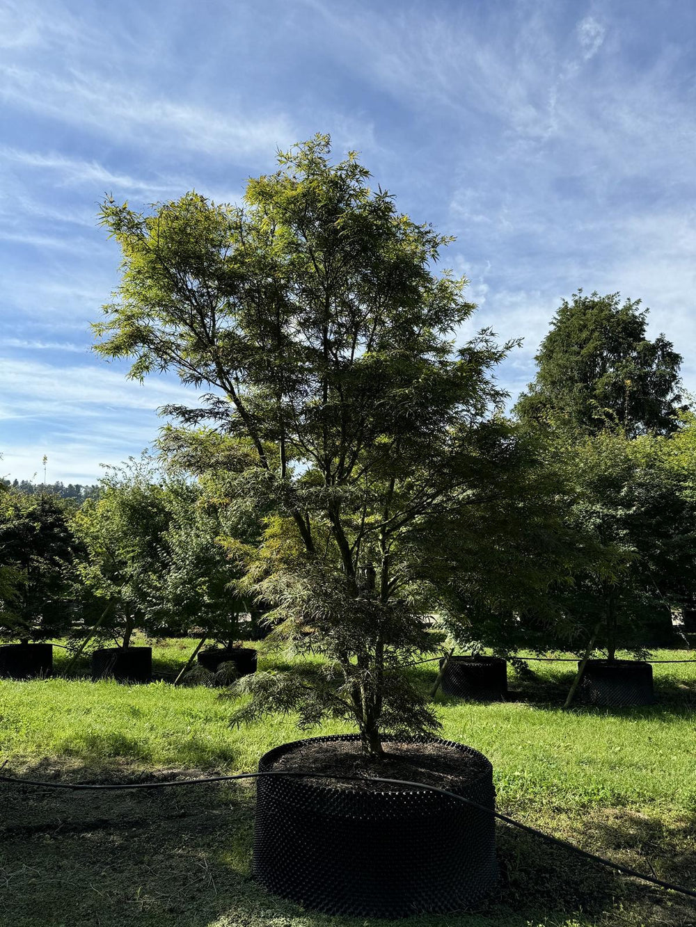 Acer palmatum 'Scolopendriifolium Atropurpureum'