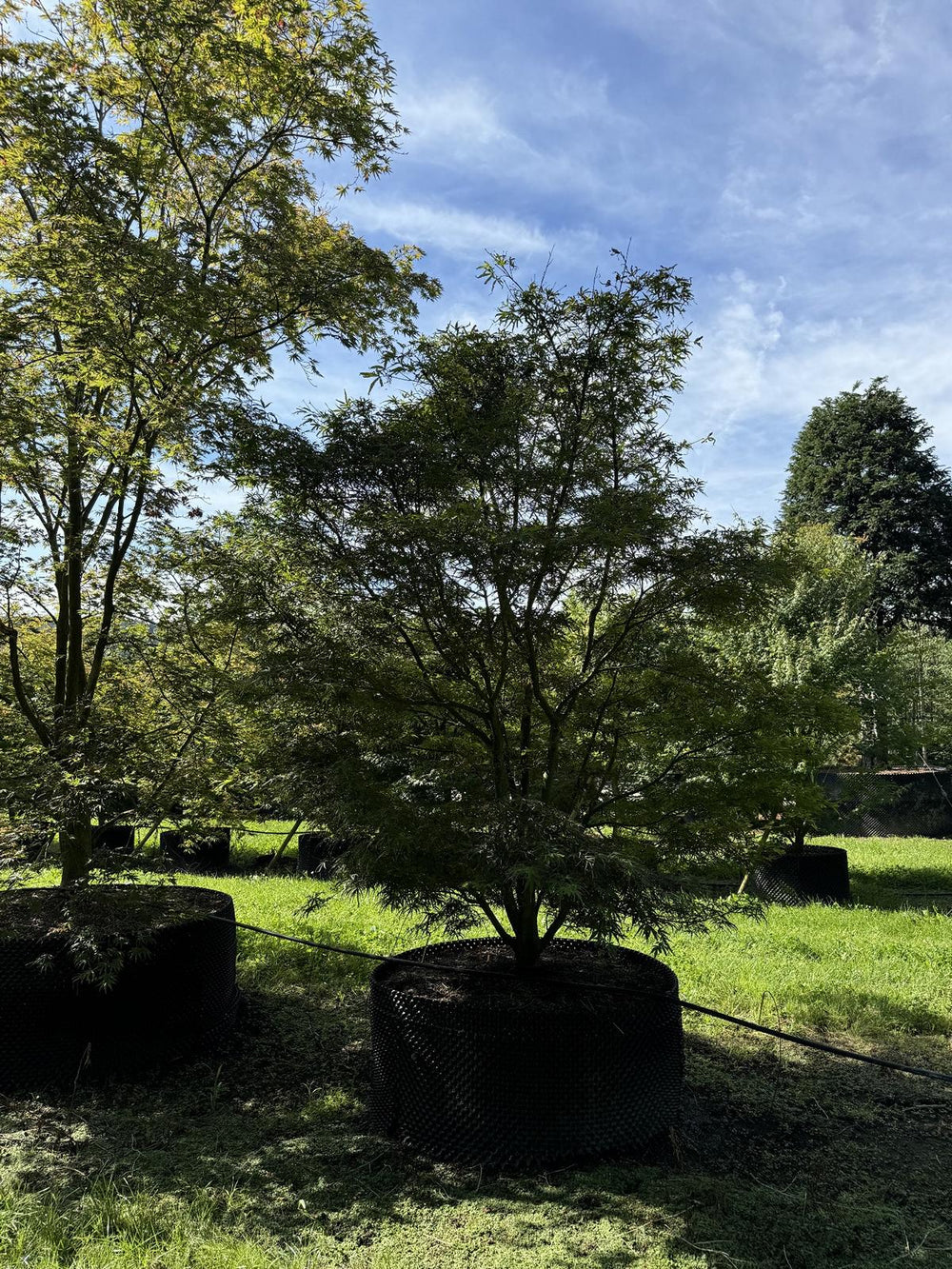 Acer palmatum 'Scolopendriifolium Atropurpureum'