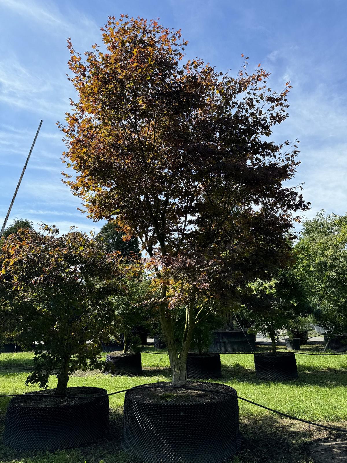 Acer palmatum 'Fireglow'