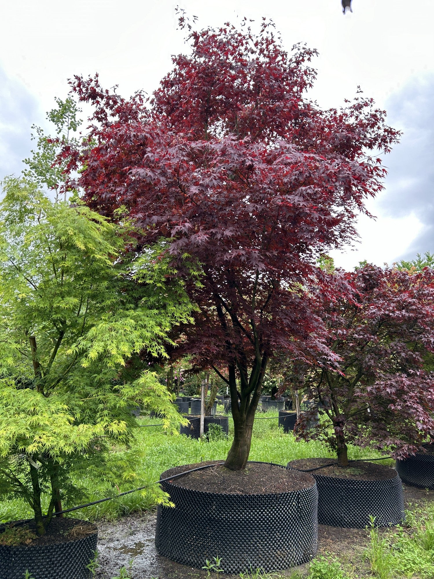 Acer palmatum 'Fireglow'