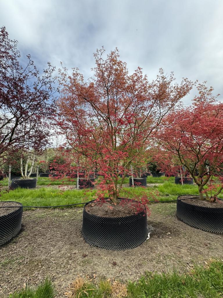 Acer palmatum 'Deshojo'
