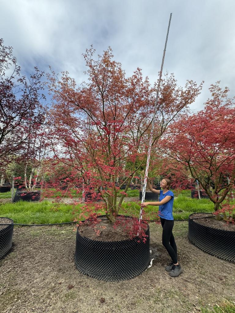 Acer palmatum 'Deshojo'