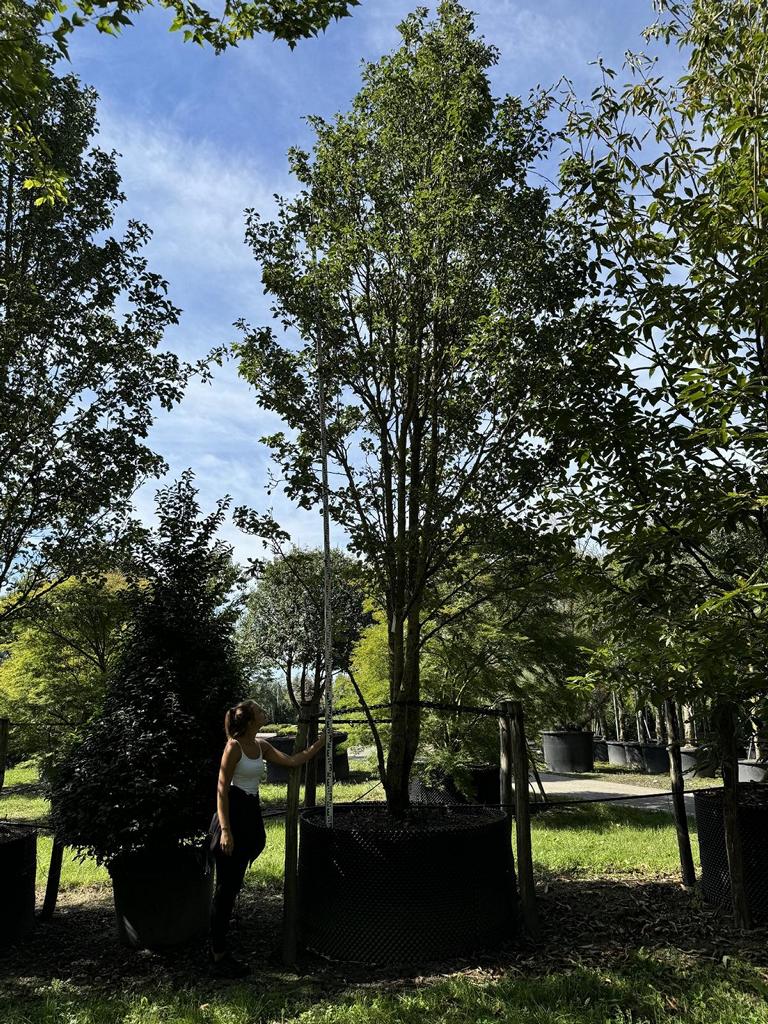 Pyrus calleryana 'Chanticleer'