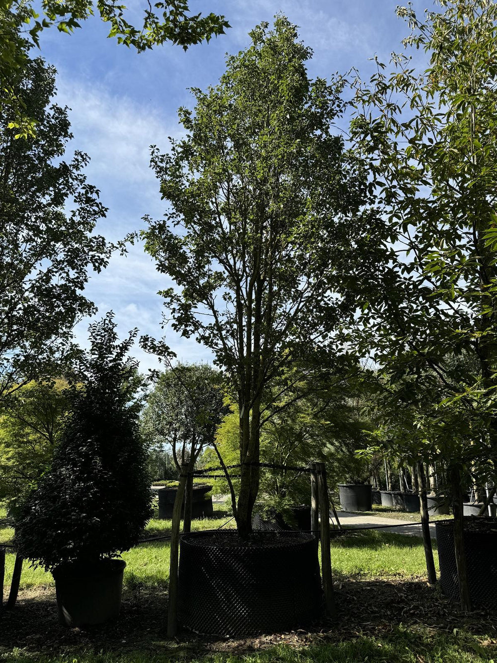 Pyrus calleryana 'Chanticleer'