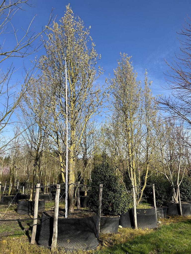 Pyrus calleryana 'Chanticleer'