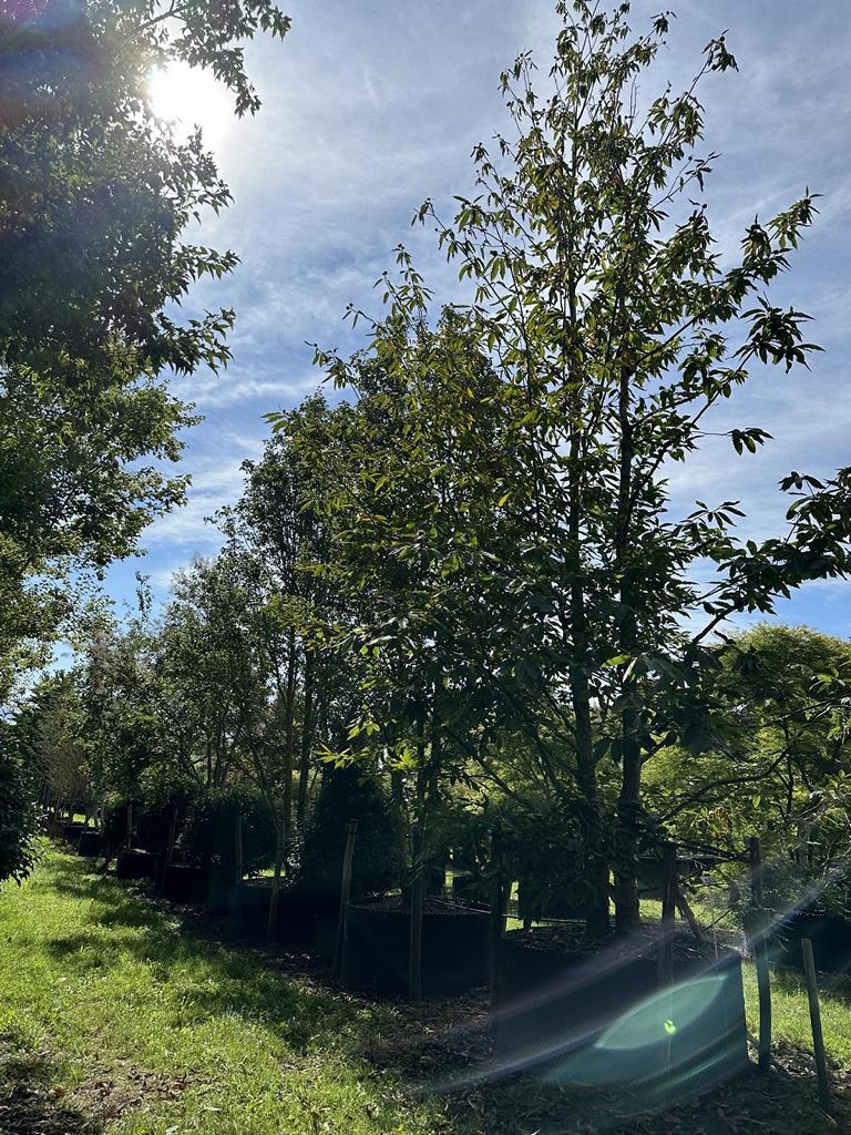 Pyrus calleryana 'Chanticleer'