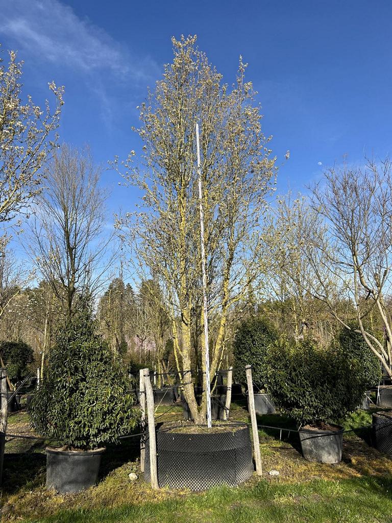 Pyrus calleryana 'Chanticleer'