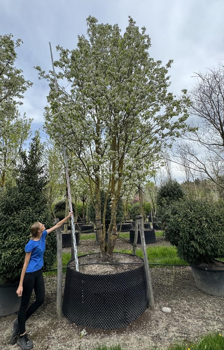 Pyrus calleryana 'Chanticleer'