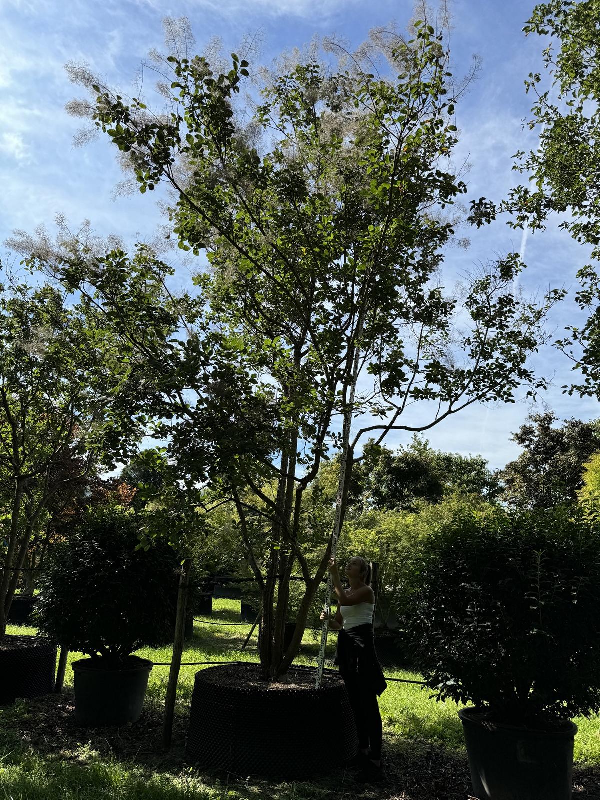 Cotinus coggygria