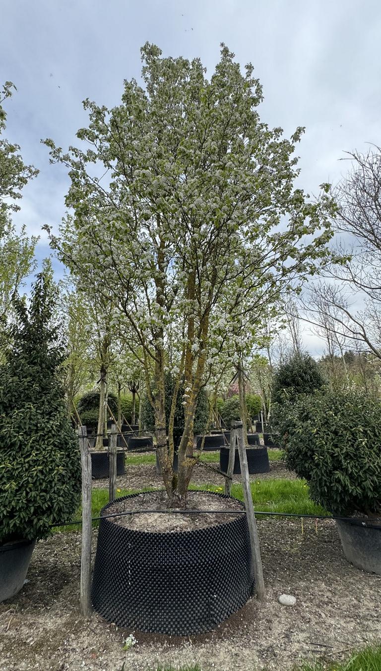 Cotinus coggygria