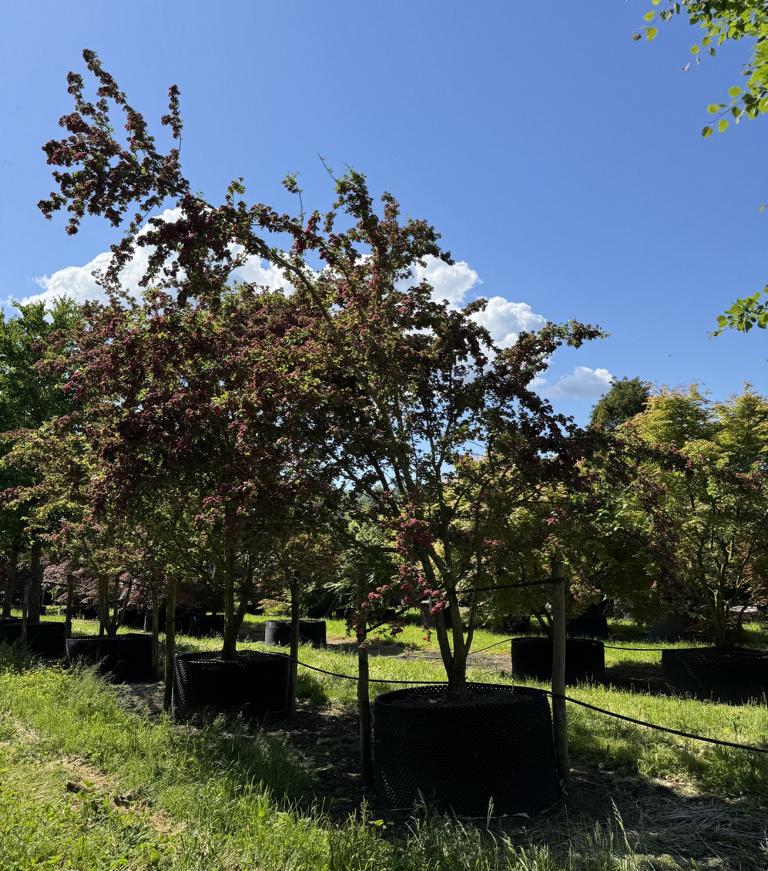 Crataegus media (x) 'Paul's Scarlet'