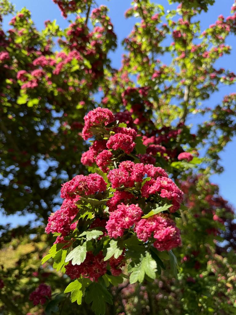 Crataegus media (x) 'Paul's Scarlet'