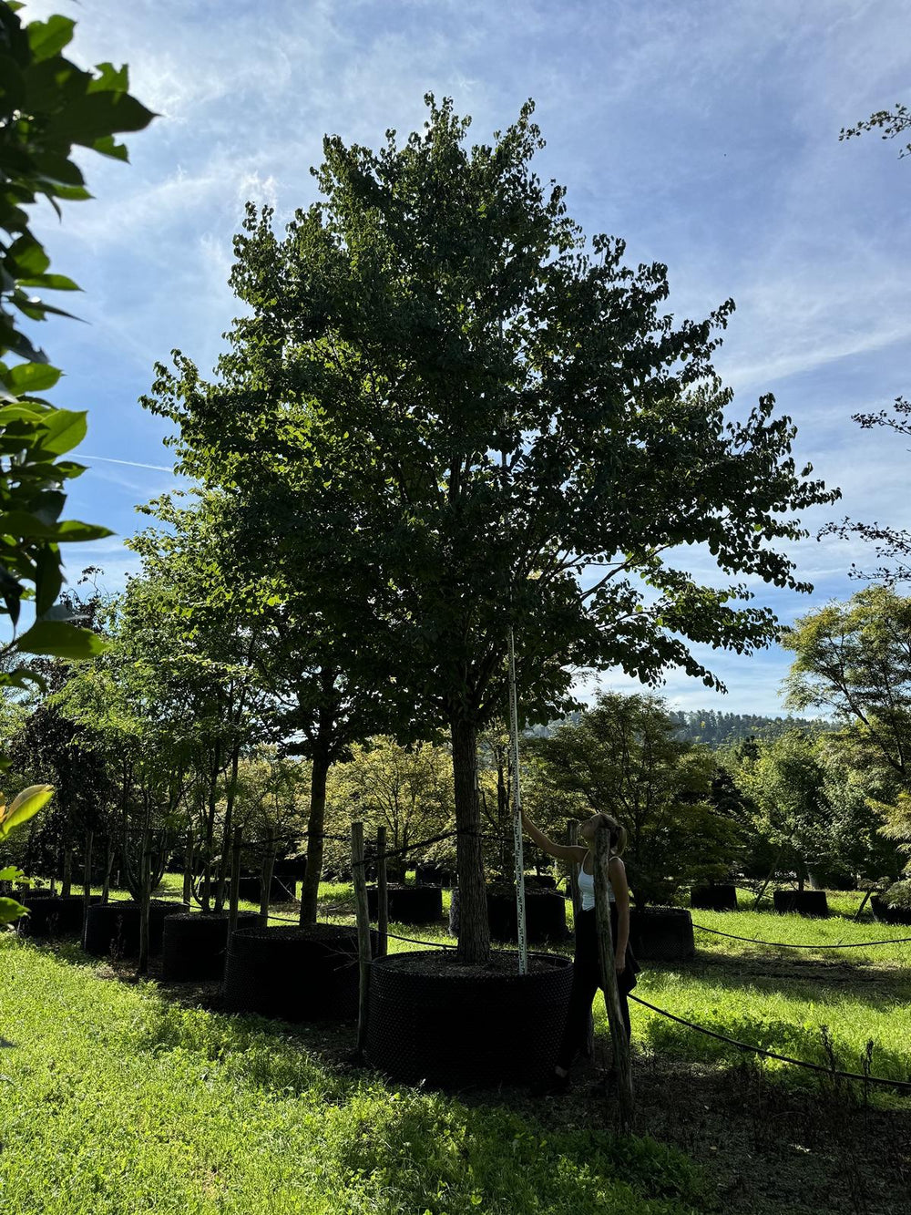 Cercidiphyllum japonicum