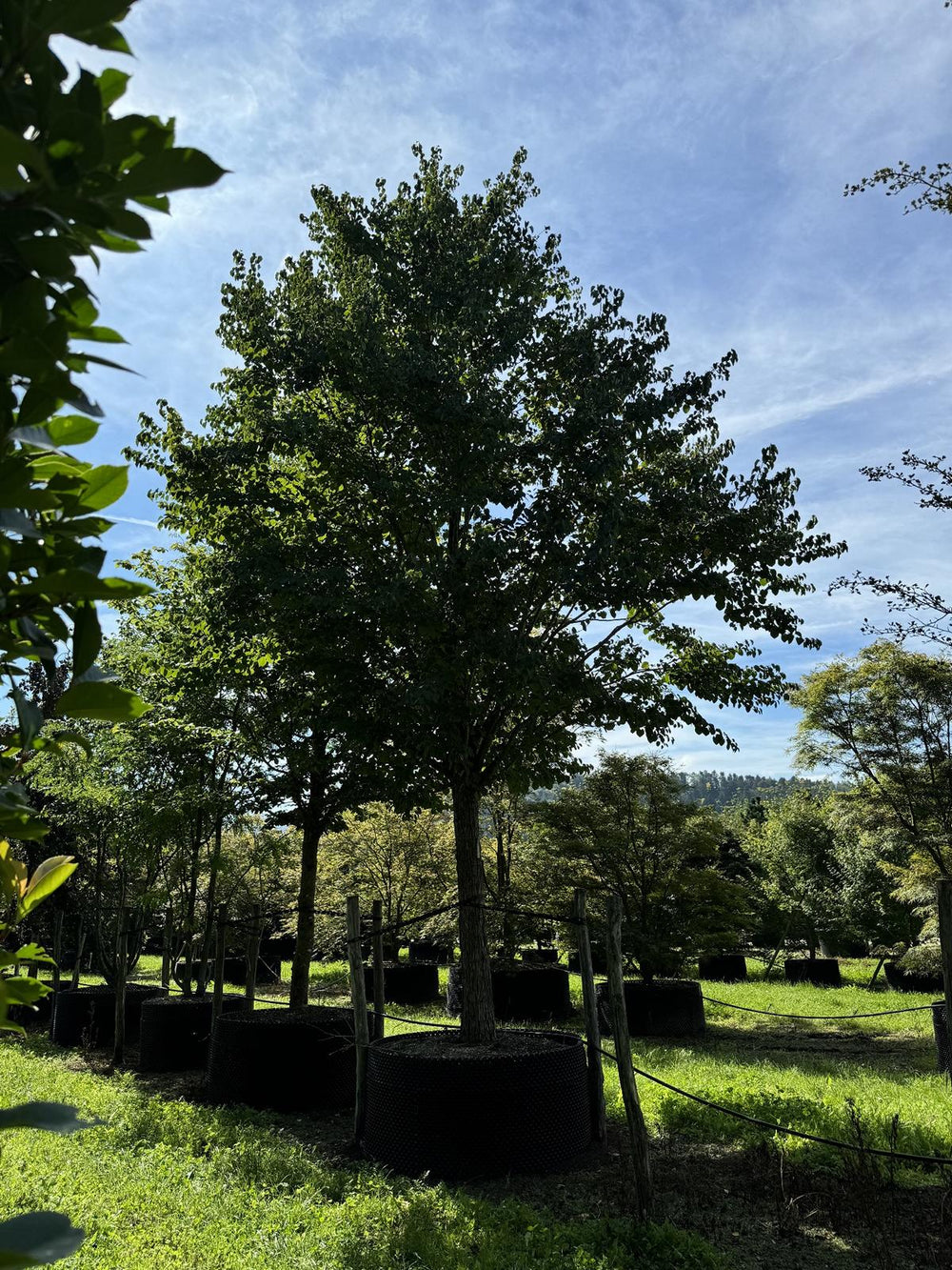 Cercidiphyllum japonicum