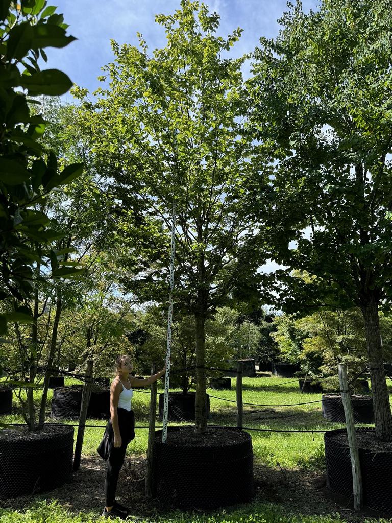 Fagus sylvatica