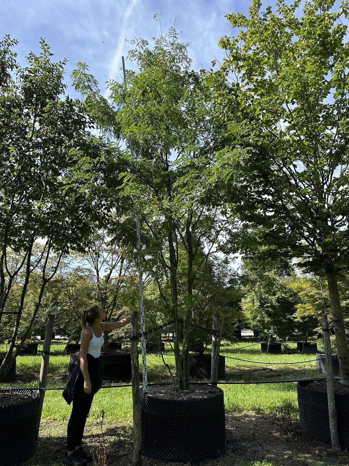 Gleditsia triacanthos f. inermis