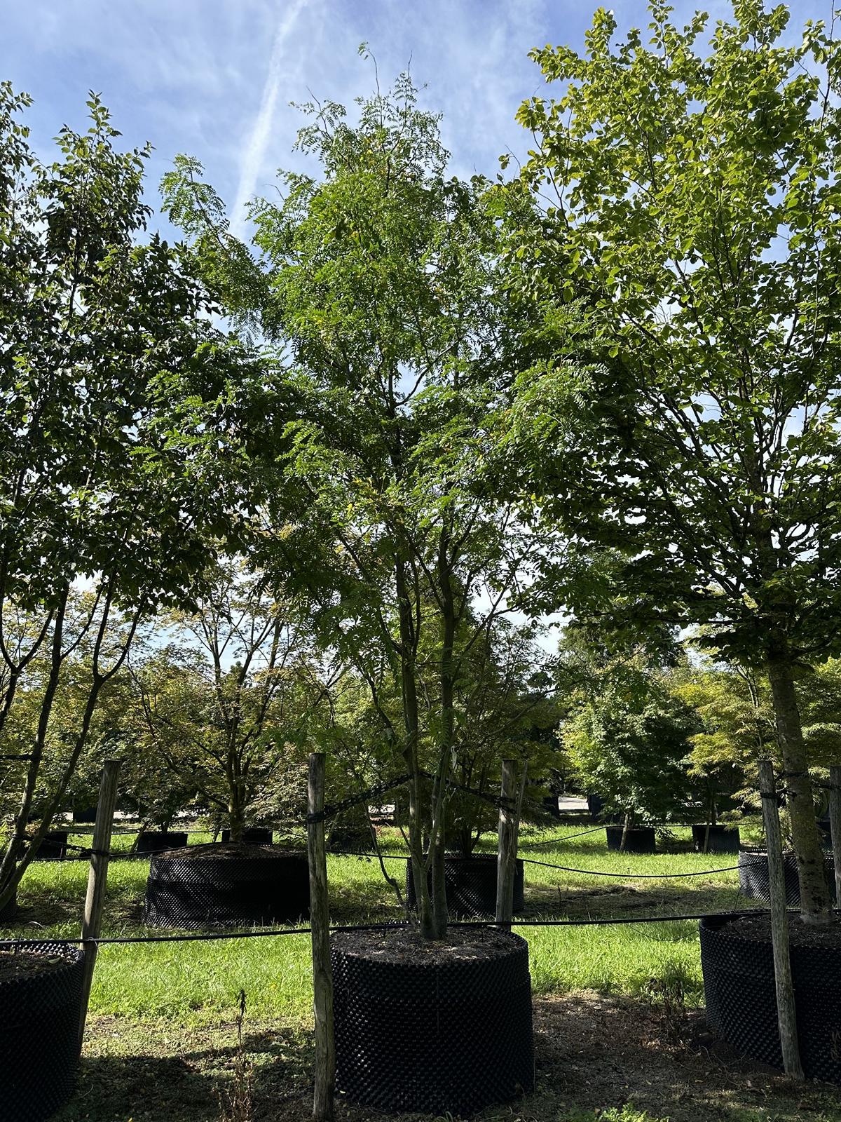 Gleditsia triacanthos f. inermis