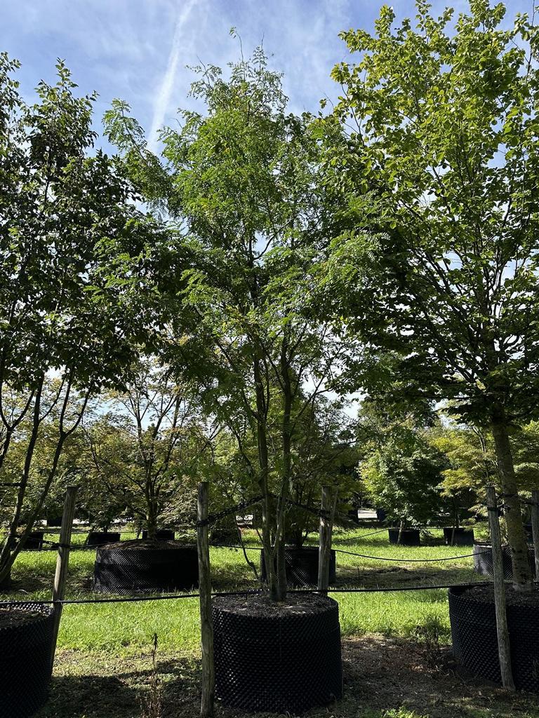 Gleditsia triacanthos f. inermis