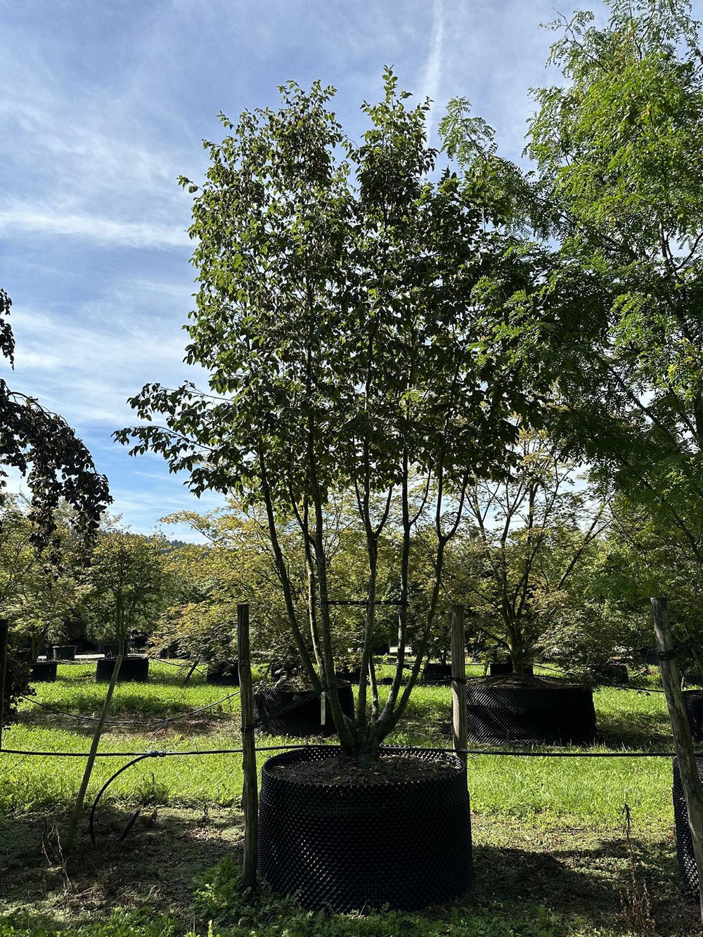 Ostrya carpinifolia