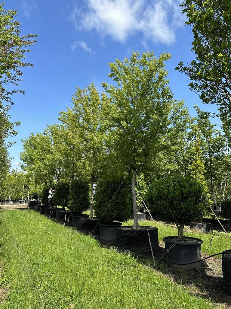 Acer buergerianum