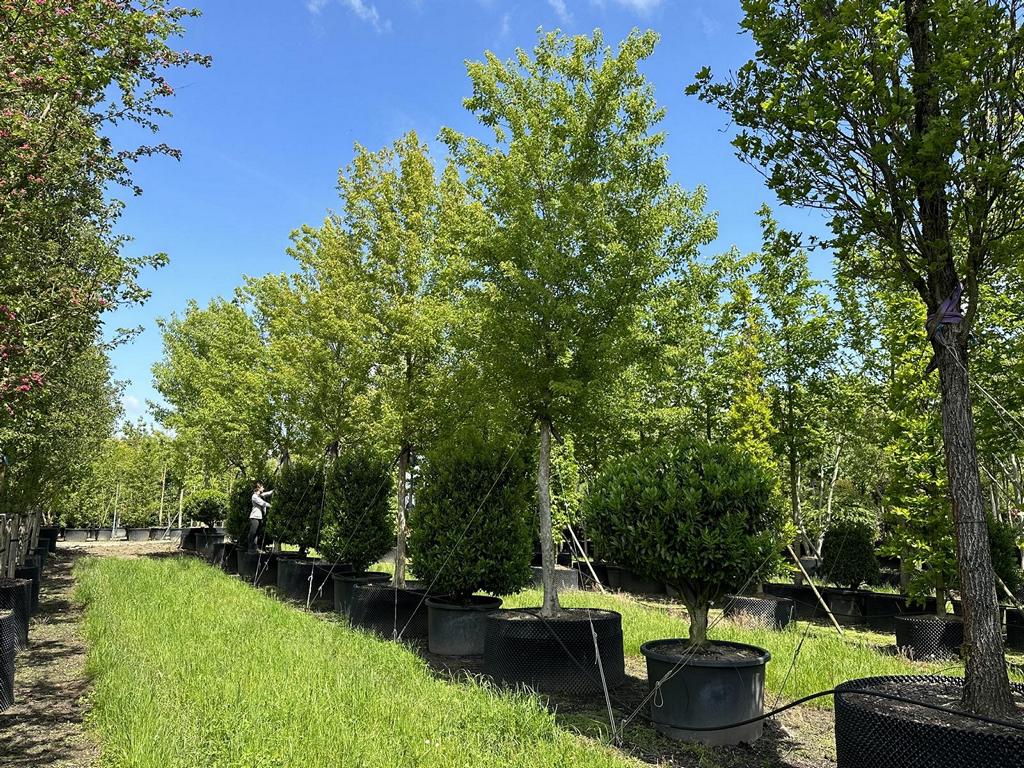 Acer buergerianum