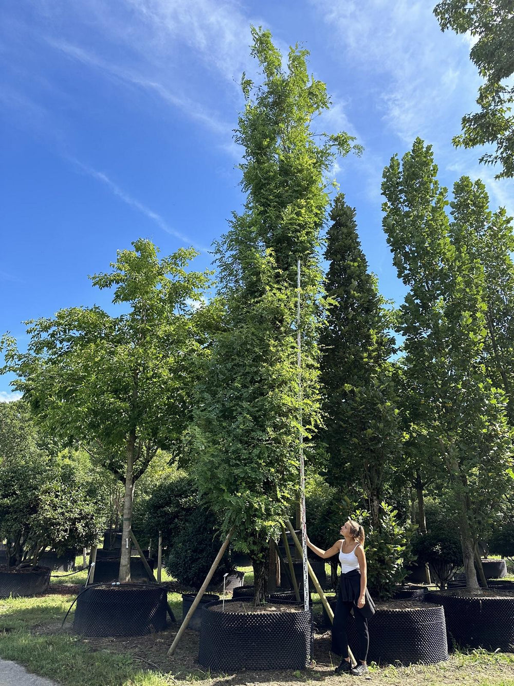 Robinia pseudoacacia 'Pyramidalis'