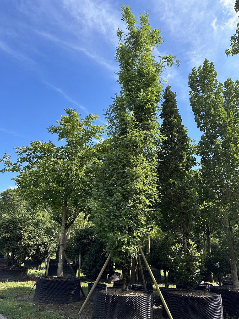 Robinia pseudoacacia 'Pyramidalis'