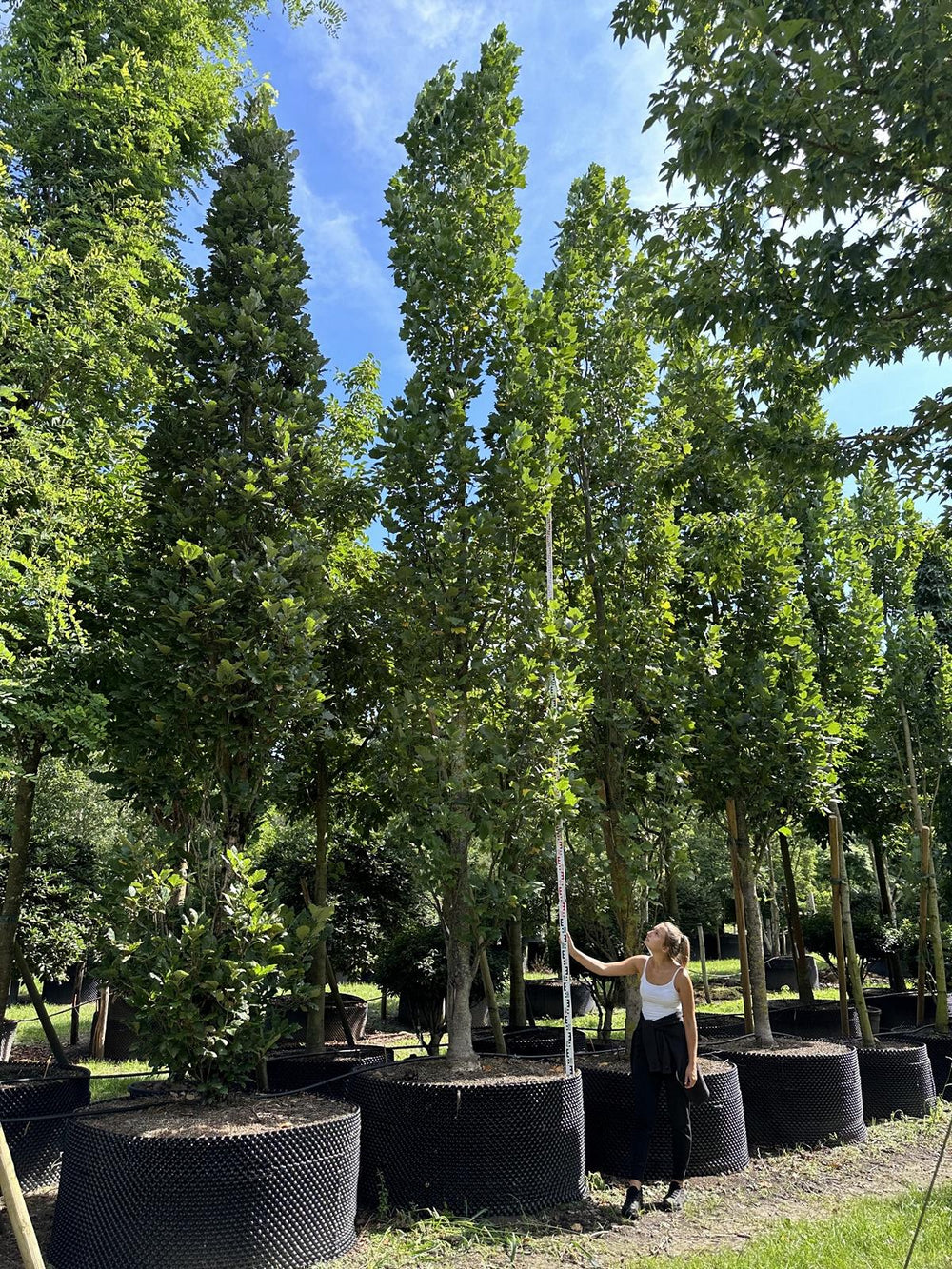 Liriodendron tulipifera 'Fastigiatum'