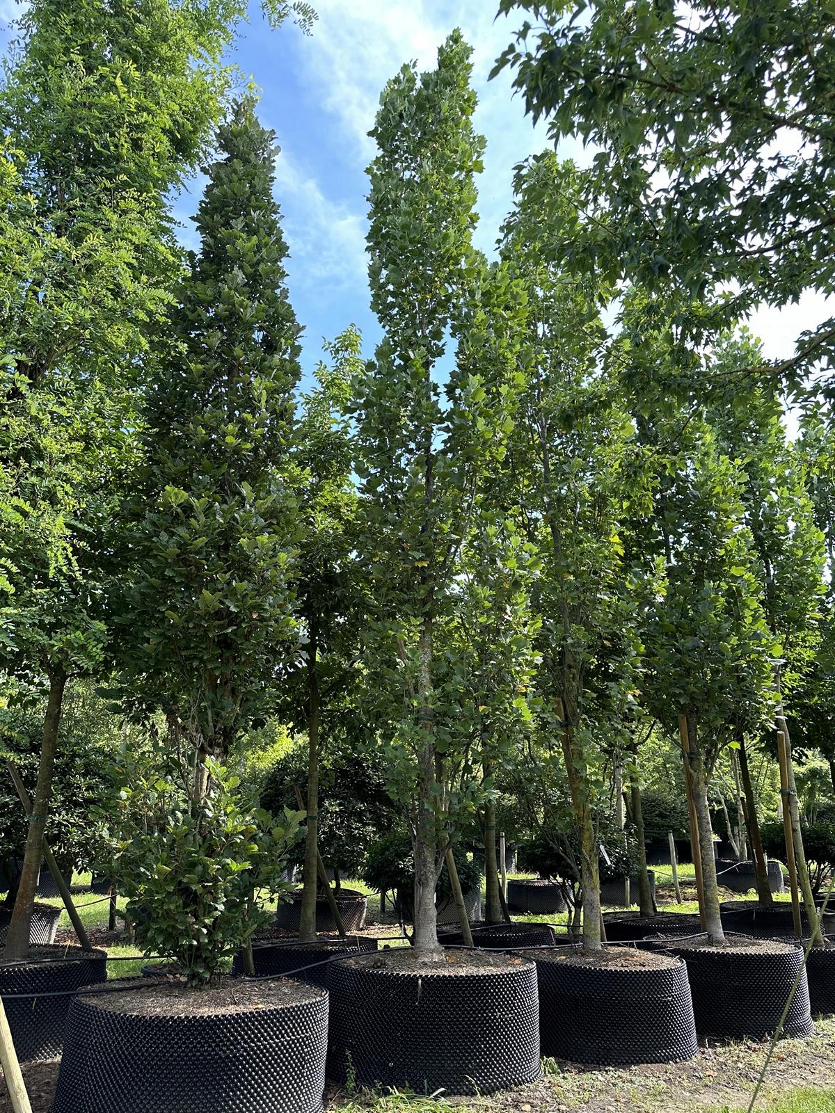 Liriodendron tulipifera 'Fastigiatum'