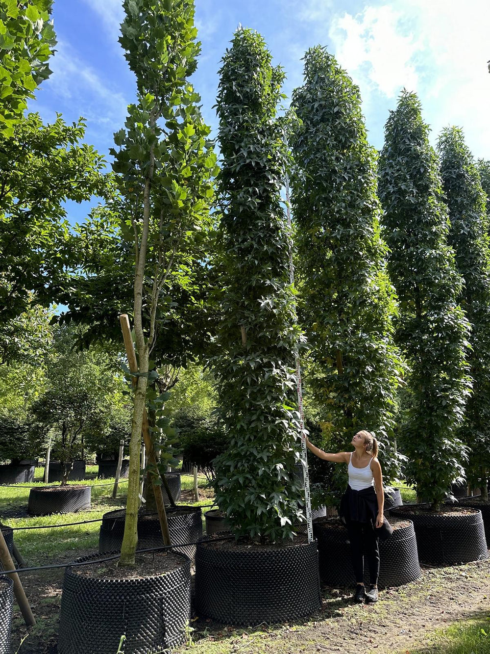 Liquidambar styraciflua 'Silver Silhouet'