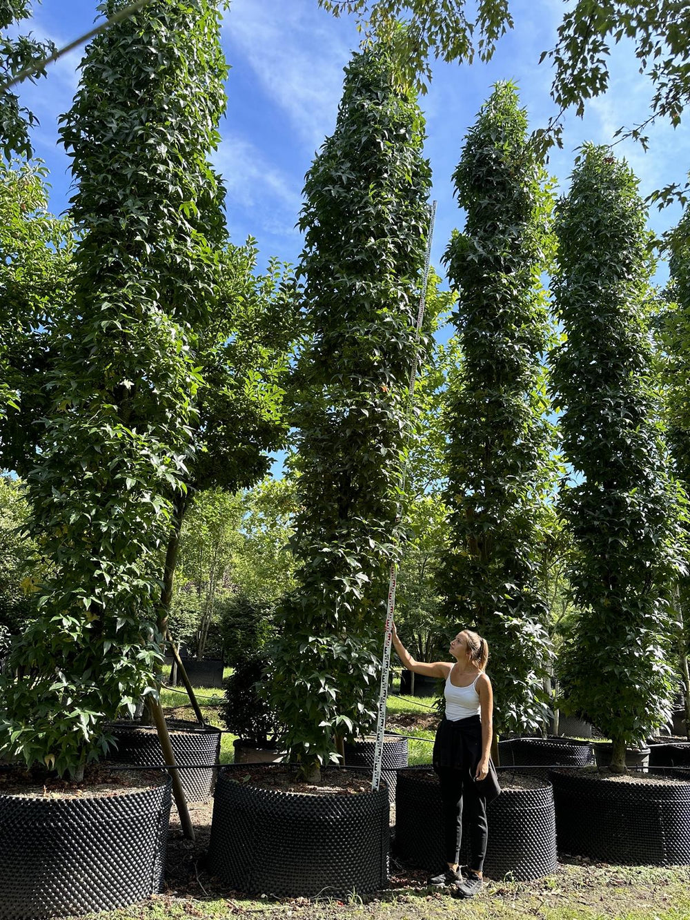 Liquidambar styraciflua 'Silver Silhouet'