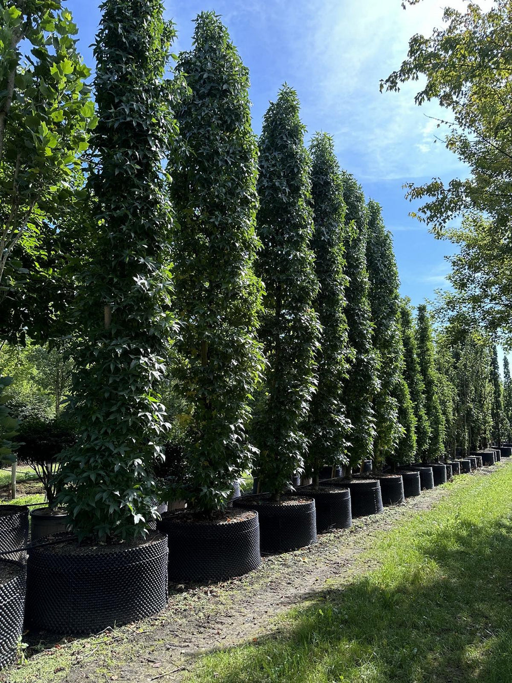 Liquidambar styraciflua 'Silver Silhouet'