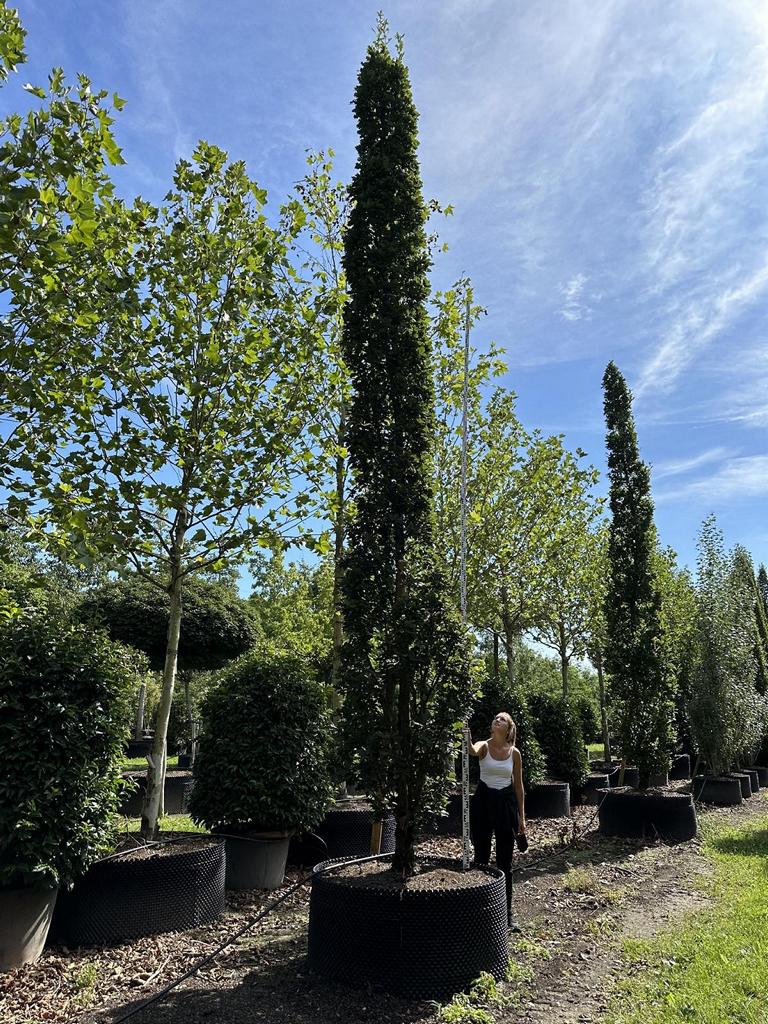 Quercus robur 'Fastigiate Koster'