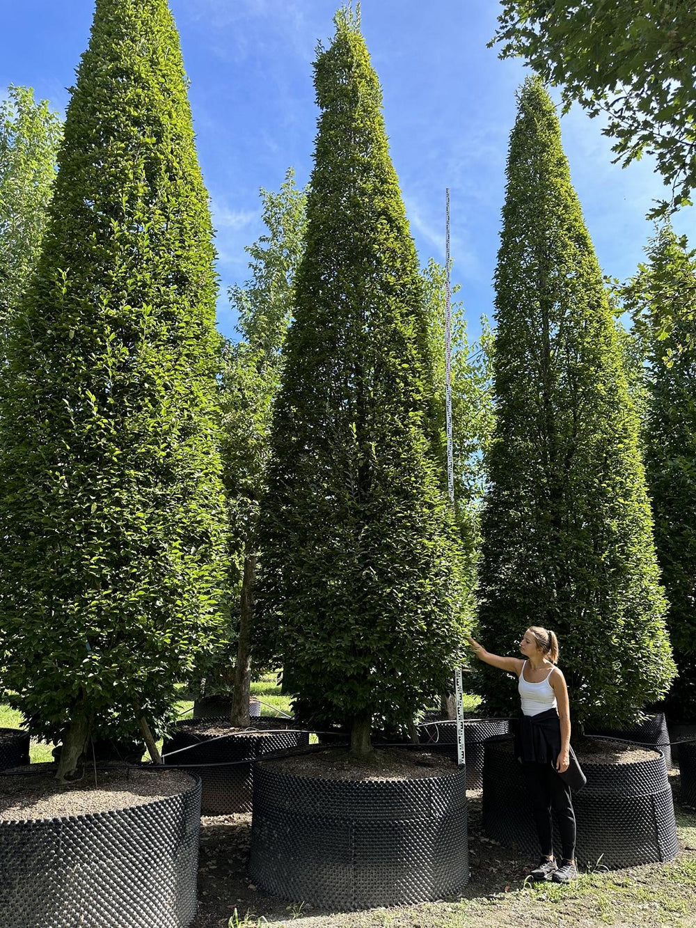 Carpinus betulus 'Fastigiata'