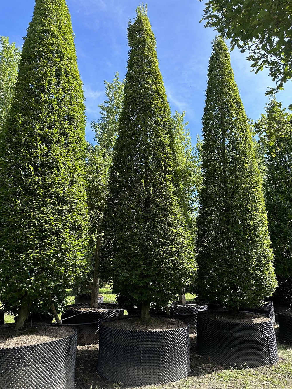 Carpinus betulus 'Fastigiata'