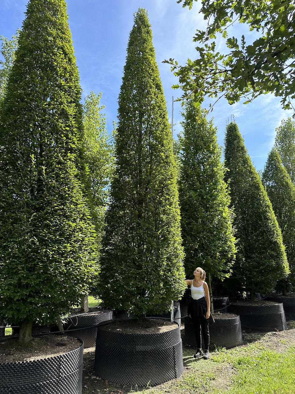 Carpinus betulus 'Fastigiata'