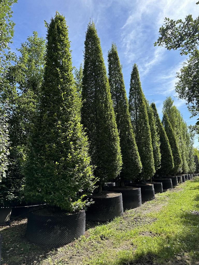 Carpinus betulus 'Fastigiata'