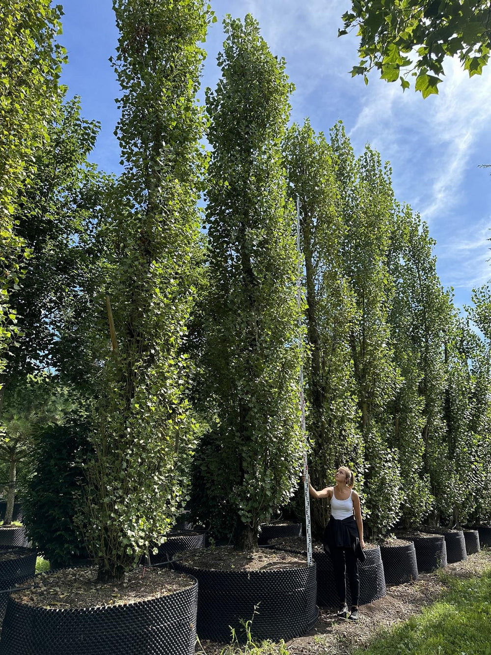 Populus nigra 'Italica'